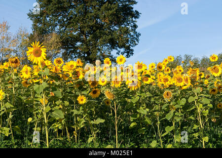 Sonnenblume Sonnenblumen Anbau Auf Feld Sonnenblumen Feld sonnenblume-sonnenblumen-anbau-auf-feld-sonnenblumen-feld