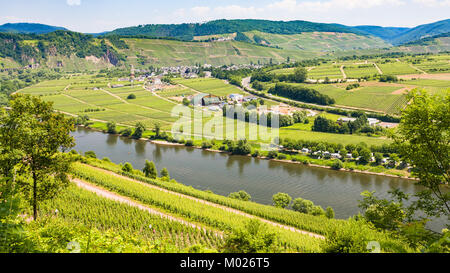travel to Germany - above view of vineyards and gardens in valley of Mosel river in Cochem - Zell region on Moselle wine route in sunny summer day Stock Photo