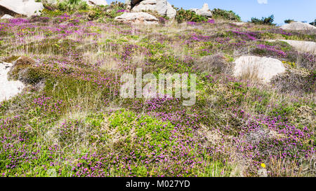 travel to France - heathland with boulders in Ploumanac'h site of Perros-Guirec commune on Pink Granite Coast of Cotes-d'Armor department in the north Stock Photo