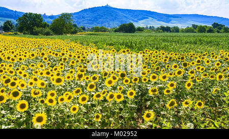 country landscape - Sunflower field near Vosges Mountains in Alsace in summer Stock Photo