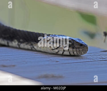 The banded water snake is nonvenomous and has a narrow head vrs the water moccasin which has a wide head Stock Photo