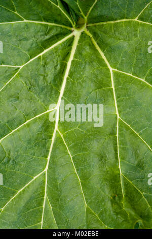 Rhubarb leaf full frame background Stock Photo