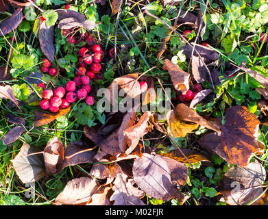 ripe rowan berries on the grass at autumn. background, texture. Stock Photo