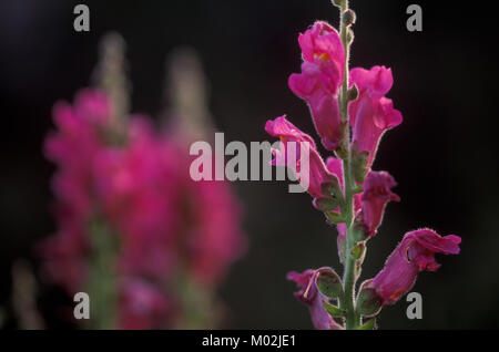 Flowers, BOCA DE DRAGON Antirrhinum majus Stock Photo