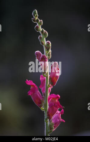 Flowers, BOCA DE DRAGON Anthirrhinum majus Stock Photo