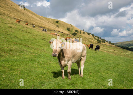 Field of cows with young calves near Hayfield in Derbyshire, England on a sunny summer day. Stock Photo