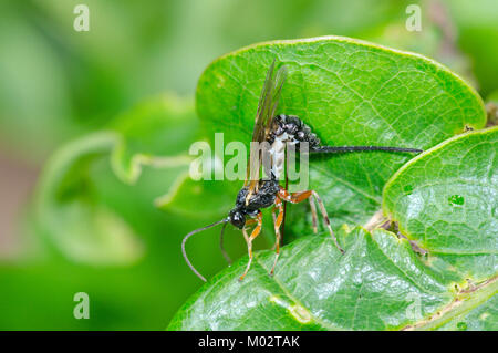 Ichneumon or Darwin Wasp probably Scambus brevicornis ovipositing through Oak Leaf to reach Caterpillar host. Sussex, UK Stock Photo