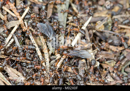 Queen Southern Wood Ants (Formica rufa) freshly emerged from nest. Sussex, UK