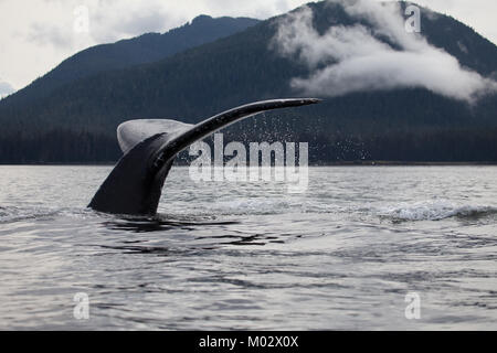 Close up view of water dripping off a huge humpback whale tail in Alaska Stock Photo