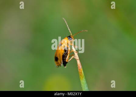 Skullcap leaf beetle (Phyllobrotica quadrimaculata) taking off 1 of 3. Sussex, UK Stock Photo
