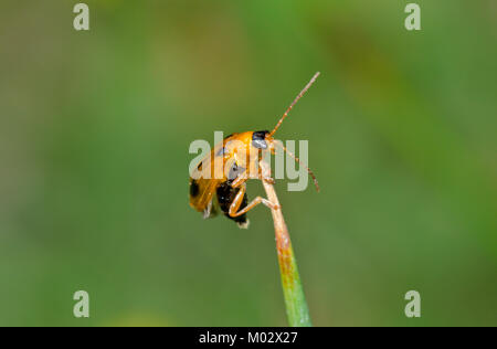 Skullcap leaf beetle (Phyllobrotica quadrimaculata) taking off 2 of 3. Sussex, UK Stock Photo