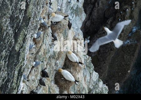 High view of 3 different seabirds (gannets kittiwakes guillemots) nesting on chalk cliff-side - Bempton Cliffs RSPB reserve, East Yorkshire, England. Stock Photo