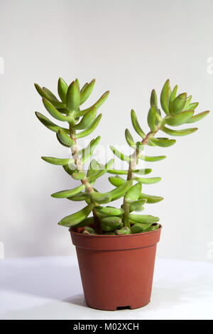 Sedum nussbaumerianum succulent plant, also known as stonecrop Stock Photo