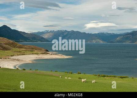 Stunning view of Lake Hawea, with lambs in foreground and blue lake and mountins behind. From State Highway 6, (road from Fox glaciers to Wanaka) Stock Photo