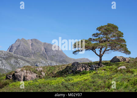 Solitary Scots pine tree (Pinus sylvestris L.) in front of the mountain Slioch, Wester Ross, Scottish Highlands, Scotland, UK Stock Photo