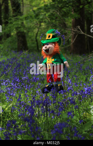 Leprechaun in a field of blue purple flowers in Ireland near woodland Stock Photo