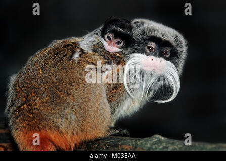 Emperor Tamarin, female with young / (Saguinus imperator) | Kaiserschnurrbarttamarin, Weibchen mit Jungtier / (Saguinus imperator) Stock Photo