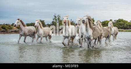 White Camargue Horses galloping through water. Parc Regional de Camargue - Provence, France Stock Photo