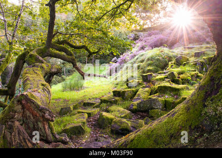 Enchanted forest - Padley Gorge - Peak District Stock Photo