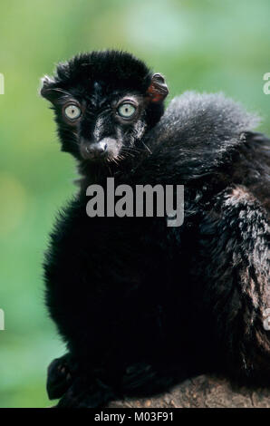 Blue-eyed Black Lemur, male / (Eulemur flavifrons, Eulemur macaco flavifrons) | Blauaugenmaki, maennlich Stock Photo