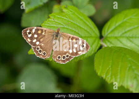 Speckled Wood butterfly (Pararge aegeria) with open wings resting on a bramble leaf. Cahir, Tipperary, Ireland. Stock Photo