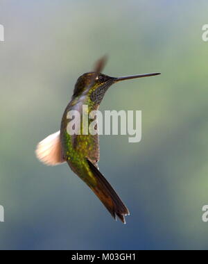Rivoli's hummingbird (Eugenes fulgens spectabilis) in Costa Rica Stock Photo
