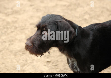 Closeup on a young German Wirehaired Pointer's face. Stock Photo