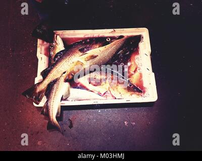 Plastic boxes with fresh fishes on floor. Bloody water Stock Photo