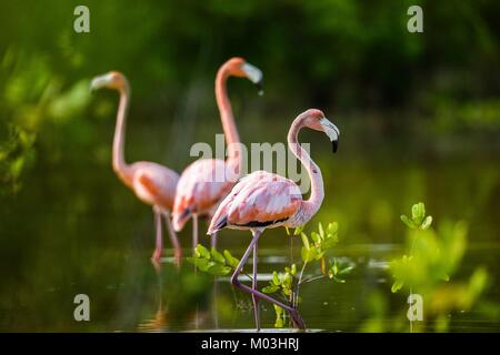 Caribbean flamingos ( Phoenicopterus ruber ruber ) on pond in Cuba. Stock Photo