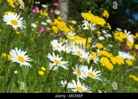 summer wild flowers growing by the roadside, england, uk. Stock Photo