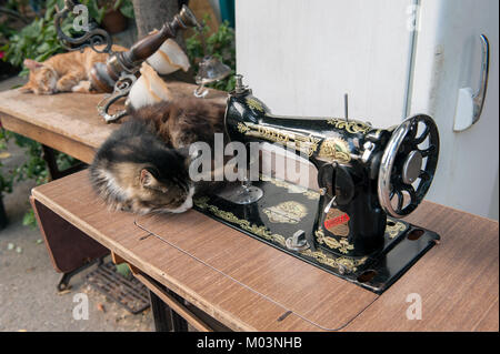 Cats sleeping next to antique sewing machine Stock Photo