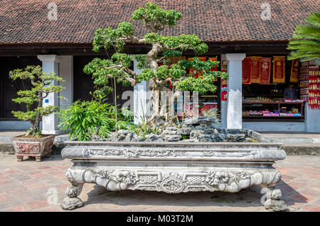 Hanoi,Vietnam - November 1,2017 : Bonsai plants in the Temple of Literature, it also known as Temple of Confucius and ancient university in Hanoi. Stock Photo