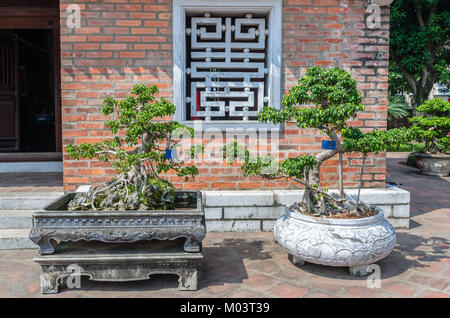 Hanoi,Vietnam - November 1,2017 : Bonsai plants in the Temple of Literature, it also known as Temple of Confucius and ancient university in Hanoi. Stock Photo