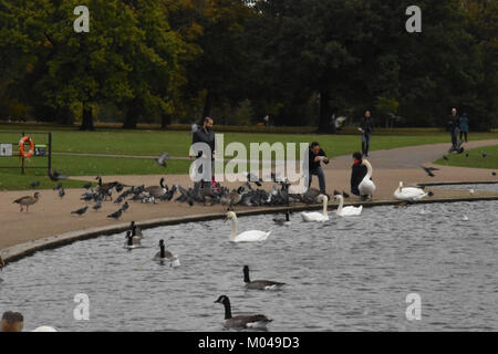 People Feeding the Birds in Hyde Park, London, England, October 4th, 2017 Stock Photo