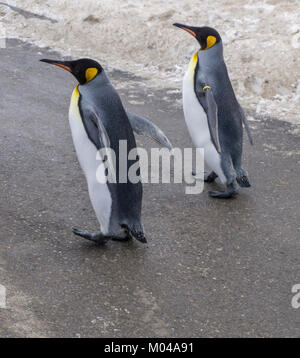 king penguins Calgary zoo AB Stock Photo