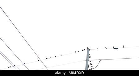 horizontal image of multiple birds sitting on multiple telephone wires Stock Photo