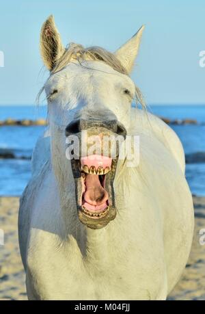 Funny portrait of a laughing horse. Camargue horse yawning, looking like he is laughing. Stock Photo