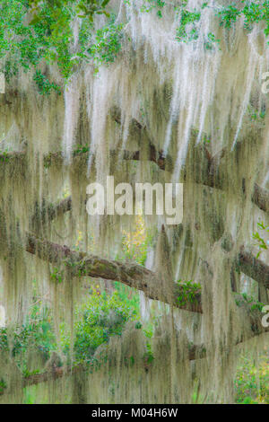 Spanish moss & Resurrection ferns growing on Live Oak (Quercus virginiana), South Carolina, USA, by Bill Lea/Dembinsky Photo Assoc Stock Photo
