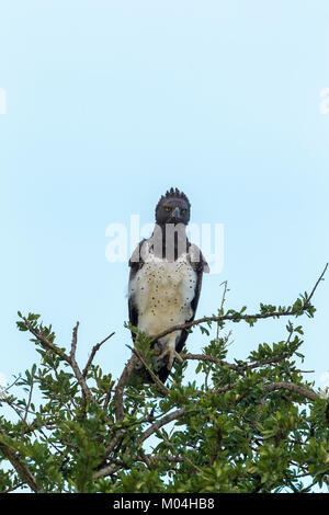Martial Eagle (Polemaetus bellicosus) perched on a tree, Masai Mara National Reserve, Kenya Stock Photo