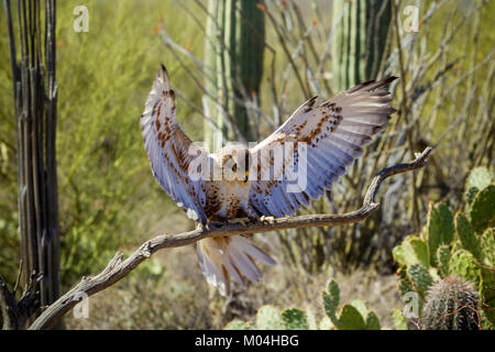 Ferruginous Hawk (Buteo regalis) landing on a branch in Arizona-Sonora Desert Museum Tucson, Arizona Stock Photo