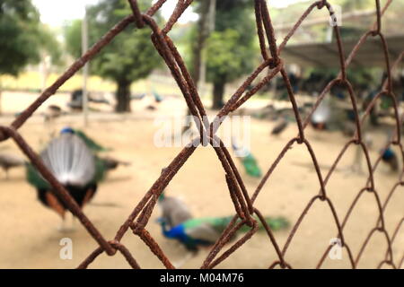 Rusty steel net wire mesh fence, Close up and selective focus Stock Photo