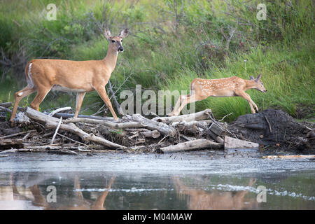 White-tailed deer doe and fawn (Odocoileus virginianus) crossing a stream by walking on top of beaver dam in natural area Stock Photo