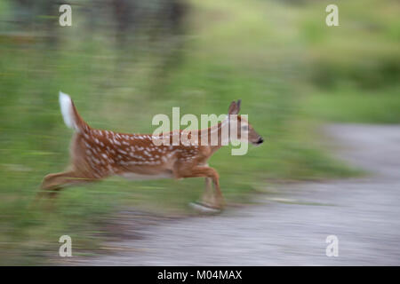 White-tailed deer fawn (Odocoileus virginianus) jumping across wildlife sanctuary path in the Canadian prairies Stock Photo