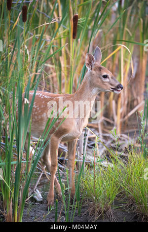 White-tailed deer fawn (Odocoileus virginianus) standing in cattails in a prairie wetland Stock Photo