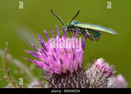 Common Forester - Procris statices  on Marsh Thistle Stock Photo