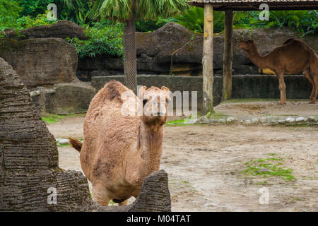 A friendly dromedary, also called Arabian camel (Camelus dromedarius), is looking exactly into the camera. Stock Photo