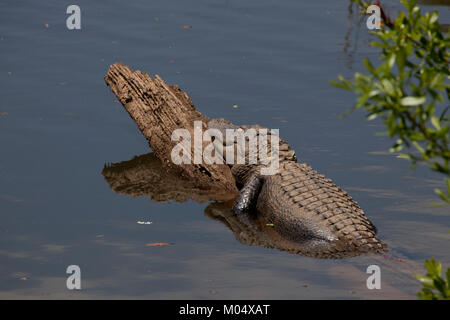 Gator Alley at the D'Olive Boardwalk Park in Daphne, Alabama Stock Photo