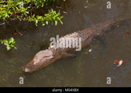 Gator Alley at the D'Olive Boardwalk Park in Daphne, Alabama Stock Photo