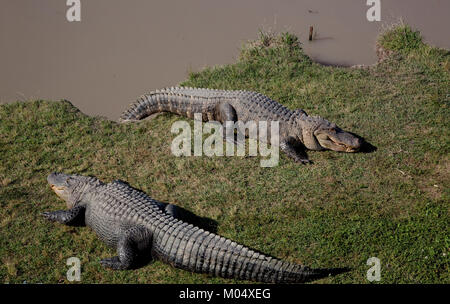 Gator Alley at the D'Olive Boardwalk Park in Daphne, Alabama Stock Photo