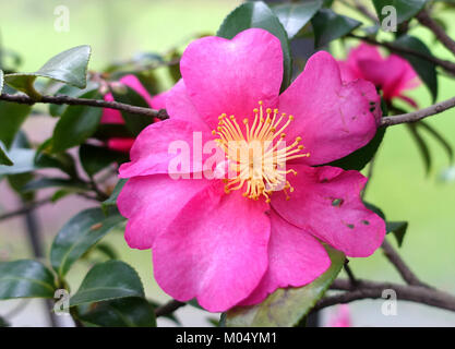 Camellia hiemalis 'Kanjiro' - Flora park - Cologne, Germany - DSC00566